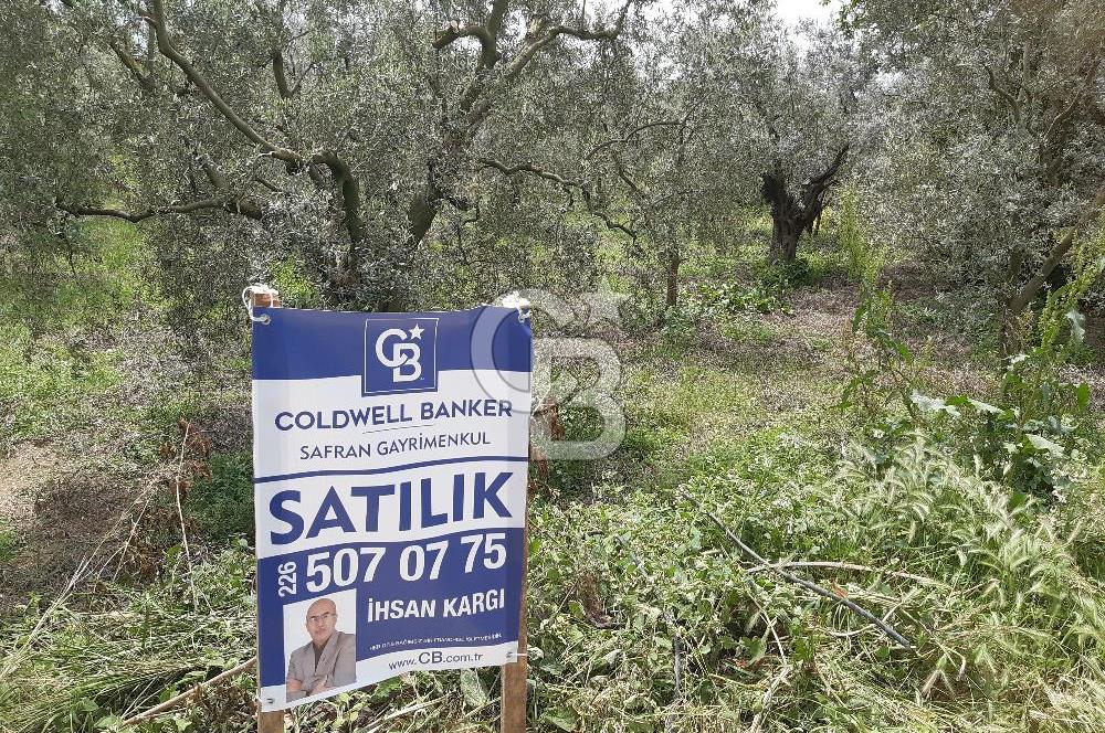 ORHANGAZİ KERAMET ILICAALTI MEVKİİ SATILIK ( 1588M2) ZEYTİNLİK