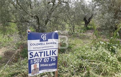 ORHANGAZİ KERAMET ILICAALTI MEVKİİ SATILIK ( 1588M2) ZEYTİNLİK