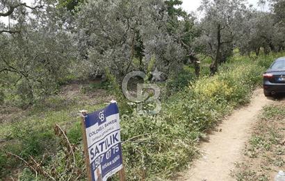 ORHANGAZİ KERAMET ILICAALTI MEVKİİ SATILIK ( 1588M2) ZEYTİNLİK
