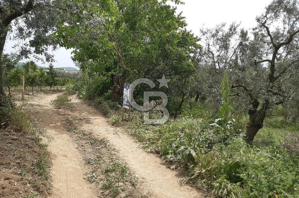 ORHANGAZİ KERAMET ILICAALTI MEVKİİ SATILIK ( 1588M2) ZEYTİNLİK