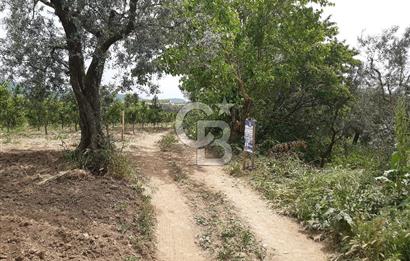 ORHANGAZİ KERAMET ILICAALTI MEVKİİ SATILIK ( 1588M2) ZEYTİNLİK