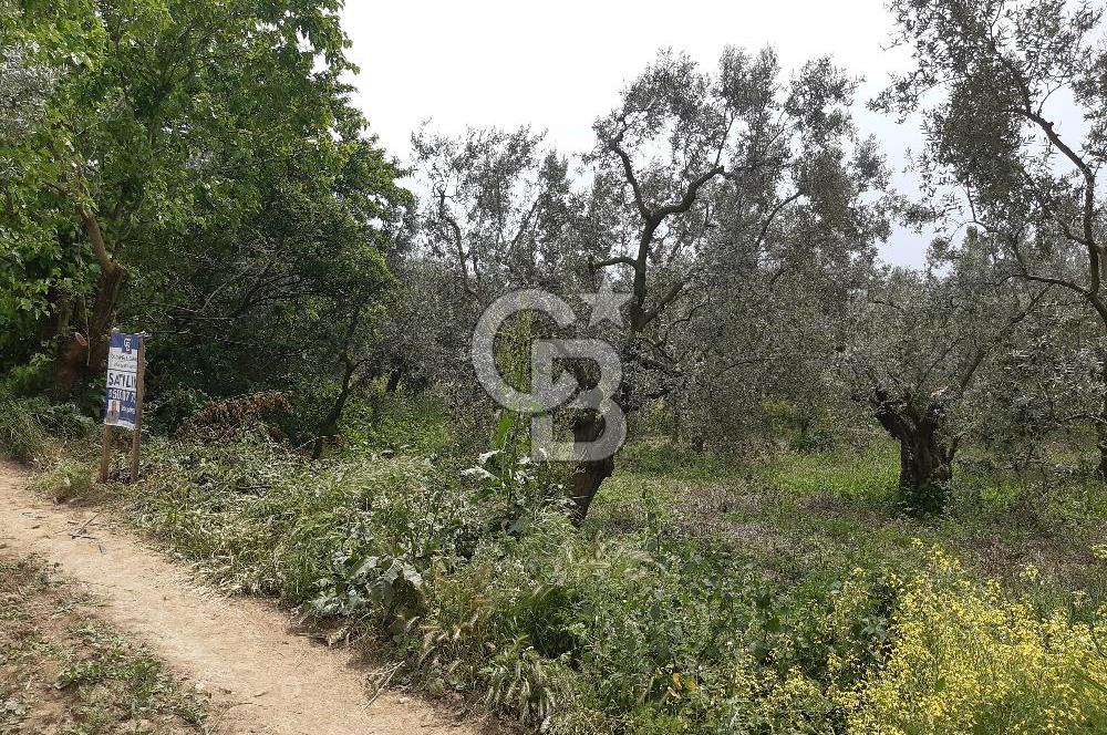 ORHANGAZİ KERAMET ILICAALTI MEVKİİ SATILIK ( 1588M2) ZEYTİNLİK