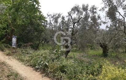 ORHANGAZİ KERAMET ILICAALTI MEVKİİ SATILIK ( 1588M2) ZEYTİNLİK