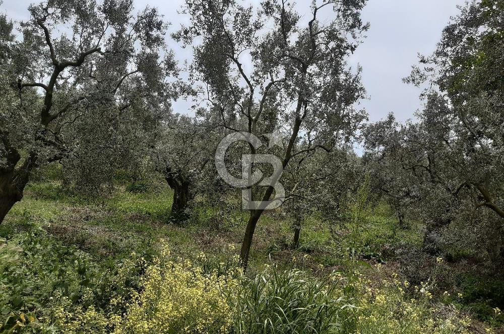 ORHANGAZİ KERAMET ILICAALTI MEVKİİ SATILIK ( 1588M2) ZEYTİNLİK