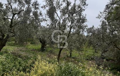 ORHANGAZİ KERAMET ILICAALTI MEVKİİ SATILIK ( 1588M2) ZEYTİNLİK
