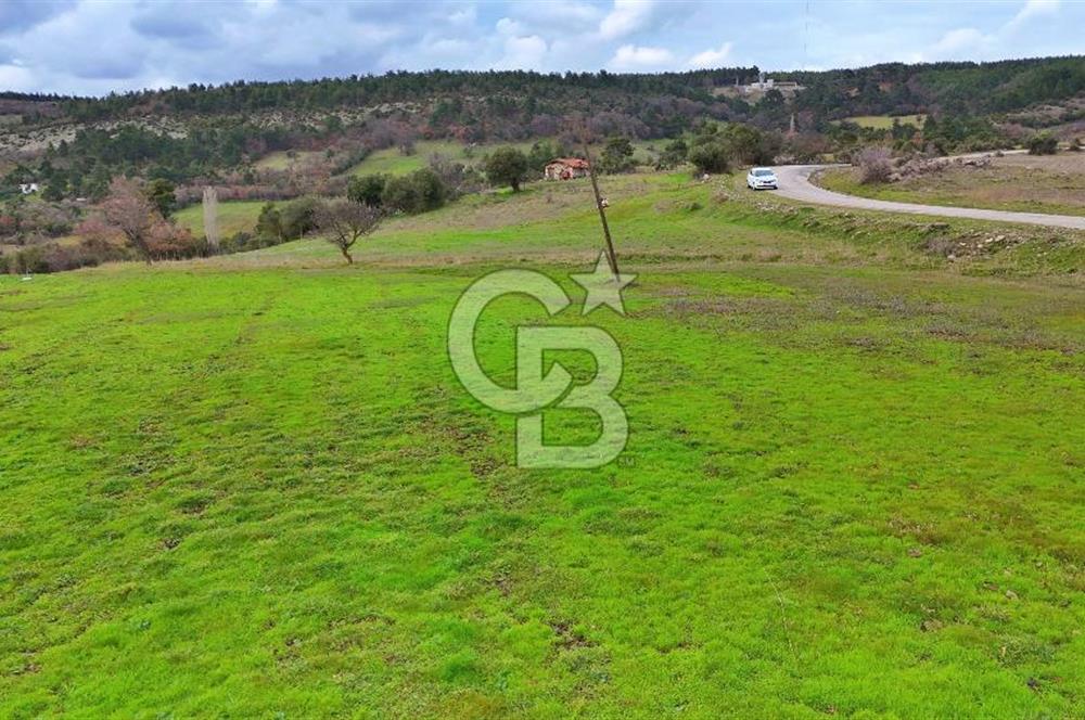 LAPSEKİ KOCABAŞLARDA ASFALATA CEPHE 10 DÖNÜM TARLA