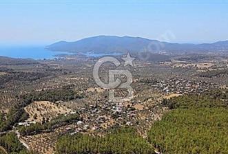 Muğla Milas Gürçamlarda Satılık Kooperatif Hissesi