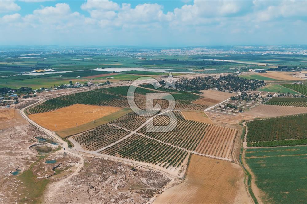 Yüreğir İnnaplı (Yukarıçiçekli) Yüksek Verimli Narenciye Bahçesi