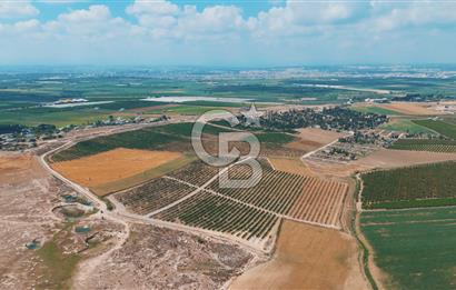 Yüreğir İnnaplı (Yukarıçiçekli) Yüksek Verimli Narenciye Bahçesi