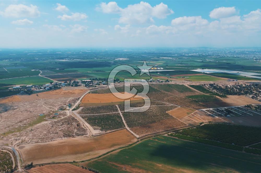 Yüreğir İnnaplı (Yukarıçiçekli) Yüksek Verimli Narenciye Bahçesi