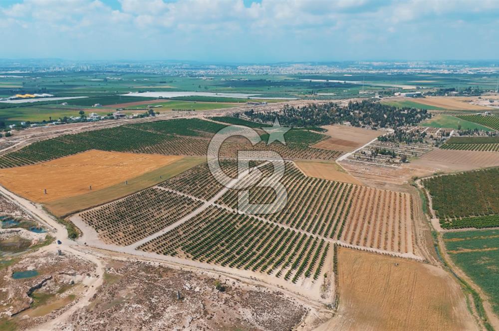 Yüreğir İnnaplı (Yukarıçiçekli) Yüksek Verimli Narenciye Bahçesi