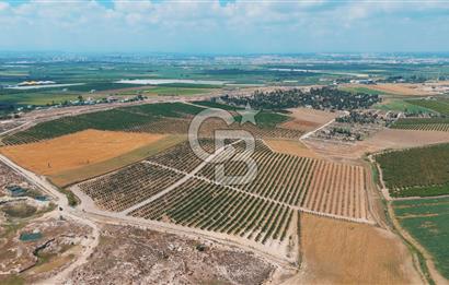 Yüreğir İnnaplı (Yukarıçiçekli) Yüksek Verimli Narenciye Bahçesi