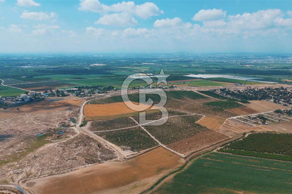 Yüreğir İnnaplı (Yukarıçiçekli) Yüksek Verimli Narenciye Bahçesi