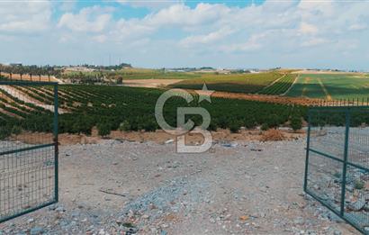 Yüreğir İnnaplı (Yukarıçiçekli) Yüksek Verimli Narenciye Bahçesi