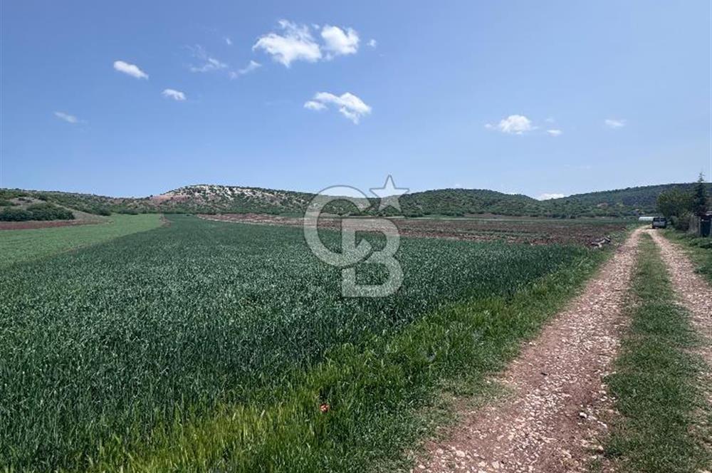 CB CITY'DEN SARISUNGUR'DA 1.785M² SATILIK TARLA