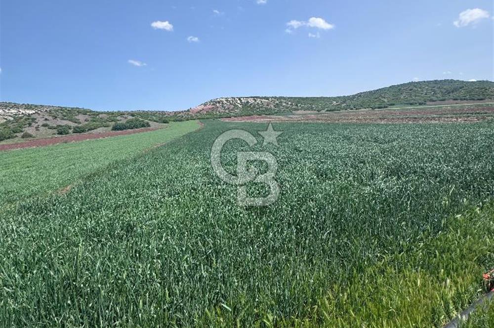 CB CITY'DEN SARISUNGURDA SATILIK 17.552M² TARLA