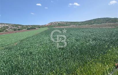 CB CITY'DEN SARISUNGURDA SATILIK 17.552M² TARLA