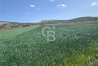 CB CITY'DEN SARISUNGURDA SATILIK 17.552M² TARLA