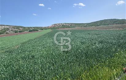 CB CITY'DEN SARISUNGURDA SATILIK 17.552M² TARLA