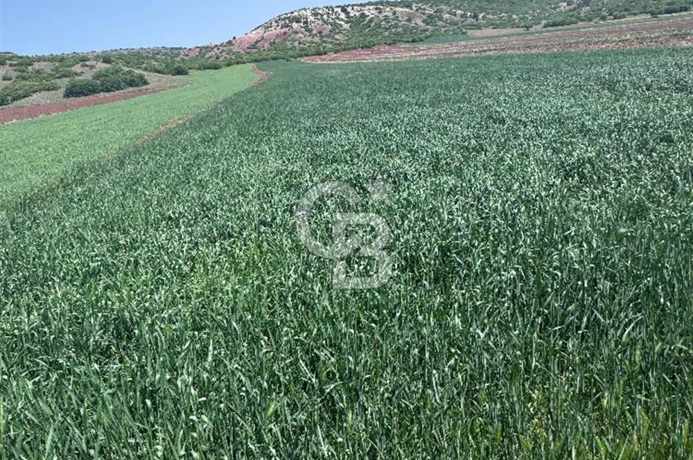 CB CITY'DEN SARISUNGURDA SATILIK 17.552M² TARLA