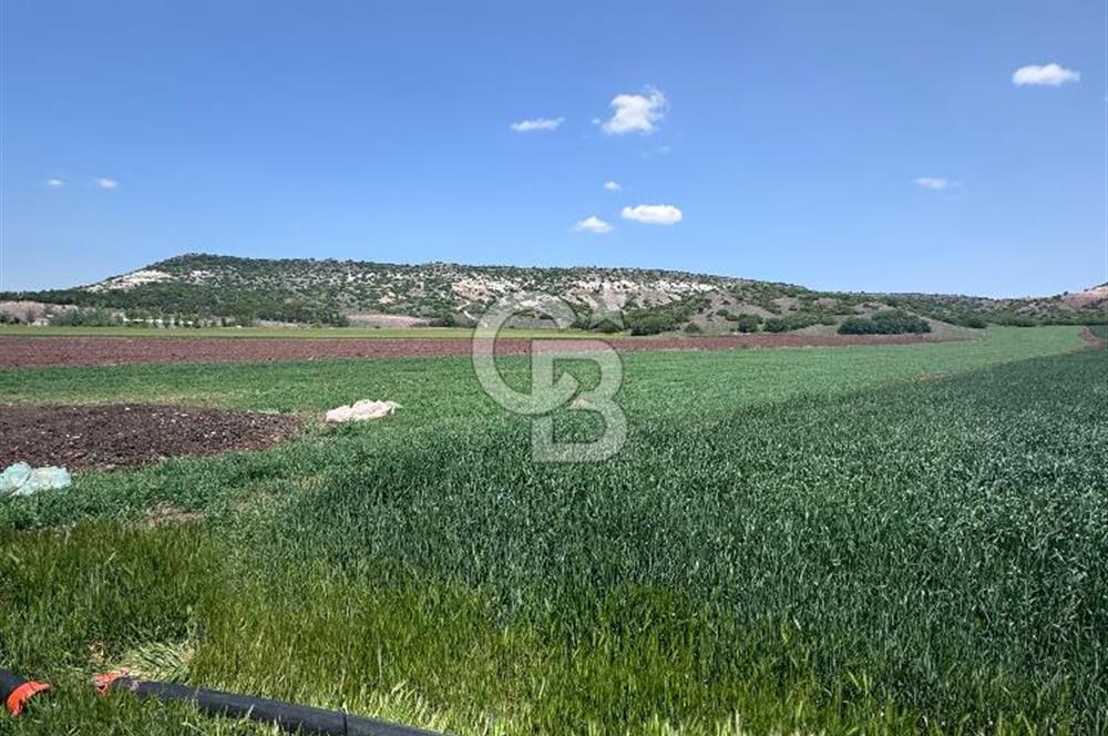 CB CITY'DEN SARISUNGURDA SATILIK 17.552M² TARLA