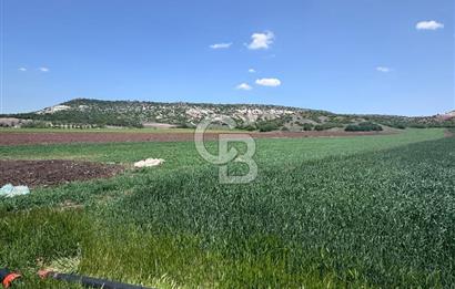 CB CITY'DEN SARISUNGURDA SATILIK 17.552M² TARLA