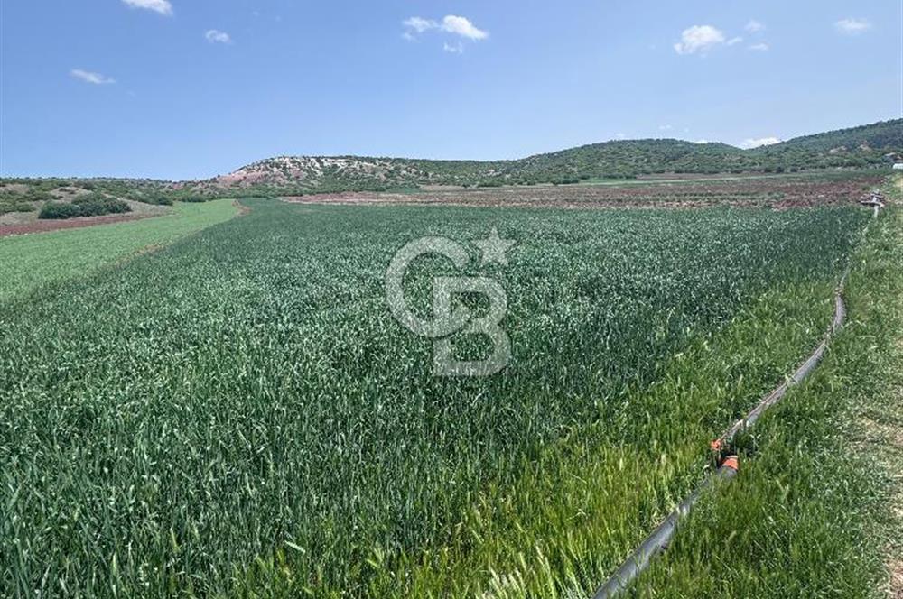 CB CITY'DEN SARISUNGURDA SATILIK 17.552M² TARLA