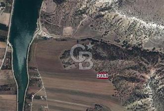 CB CITY'DEN SARISUNGUR DA SATILIK TARLA