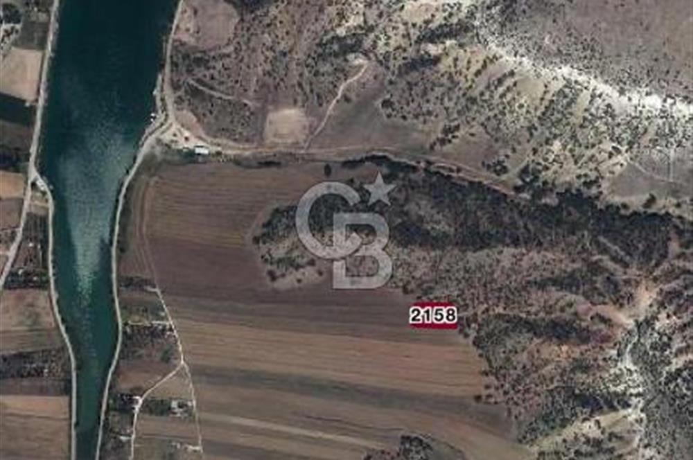 CB CITY'DEN SARISUNGUR DA SATILIK TARLA