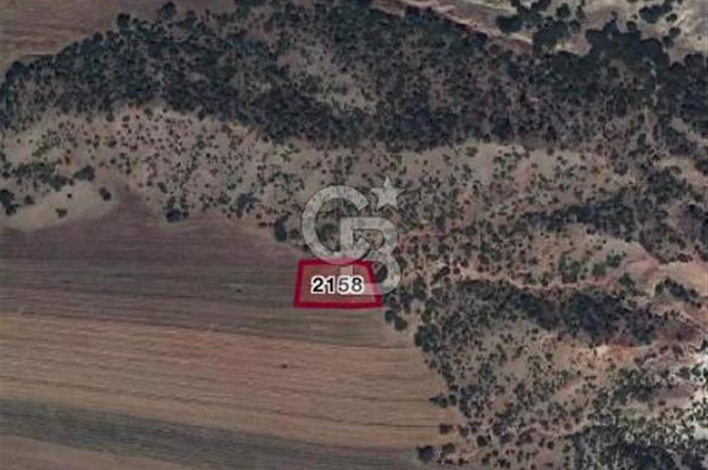 CB CITY'DEN SARISUNGUR DA SATILIK TARLA