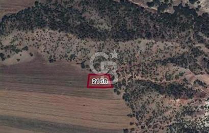 CB CITY'DEN SARISUNGUR DA SATILIK TARLA
