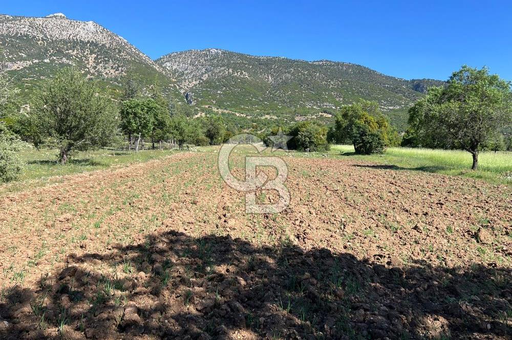 Denizli Yazır Mahallesinde İmara Yakın 5.594 m² Satılık Tarla