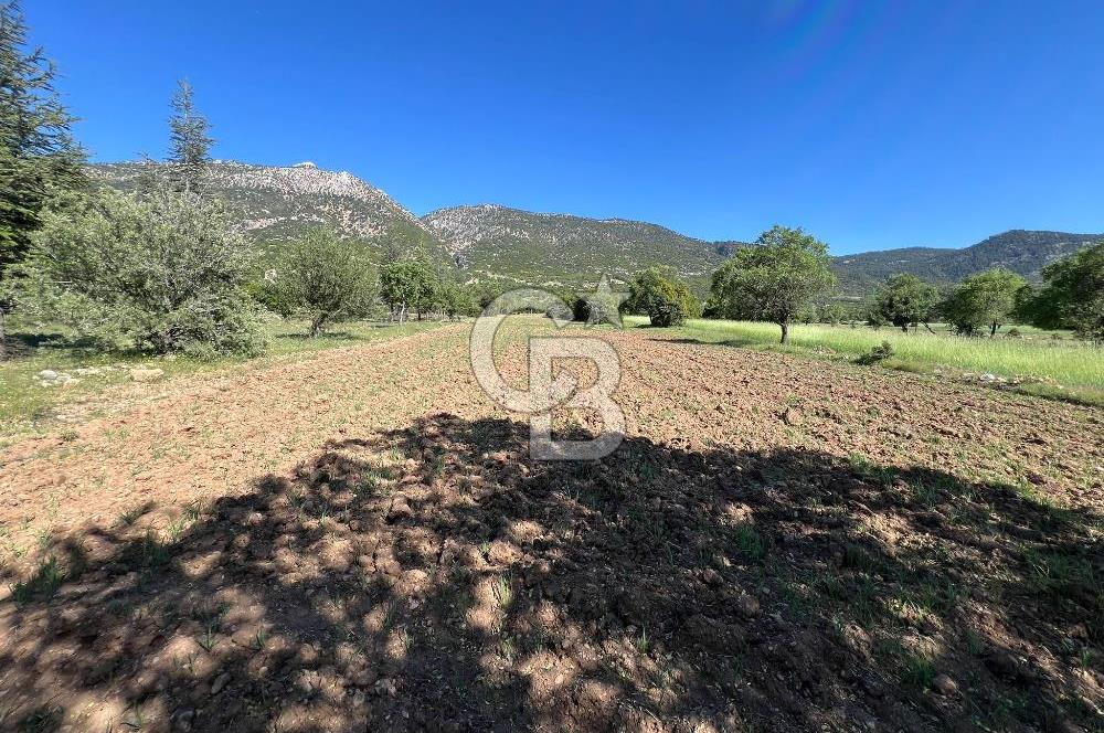 Denizli Yazır Mahallesinde İmara Yakın 5.594 m² Satılık Tarla
