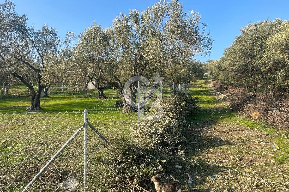 Foça Ilıpınar’da Hisse Tapulu Satılık Arazi