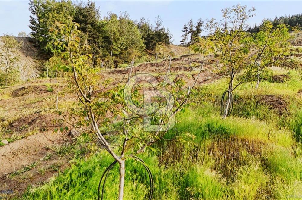 MANİSA AHMETLİ'DE SATILIK 85 DÖNÜM TEK TAPU ZEYTİNLİK