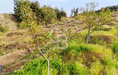 MANİSA AHMETLİ'DE SATILIK 85 DÖNÜM TEK TAPU ZEYTİNLİK