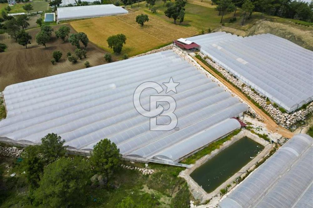 KAŞ DİRGENLER BÖLGESİNDE ÜRETİME HAZIR SATILIK SERA TESİSİ