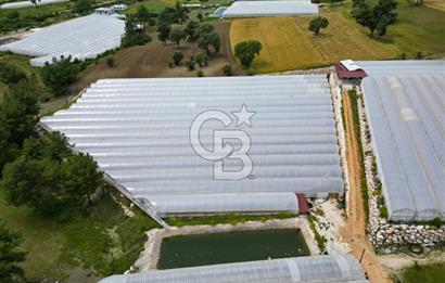 KAŞ DİRGENLER BÖLGESİNDE ÜRETİME HAZIR SATILIK SERA TESİSİ