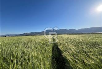 Serinhisar Cumhuriyet Mahallesinde 2.868 m² Satılık Tarla
