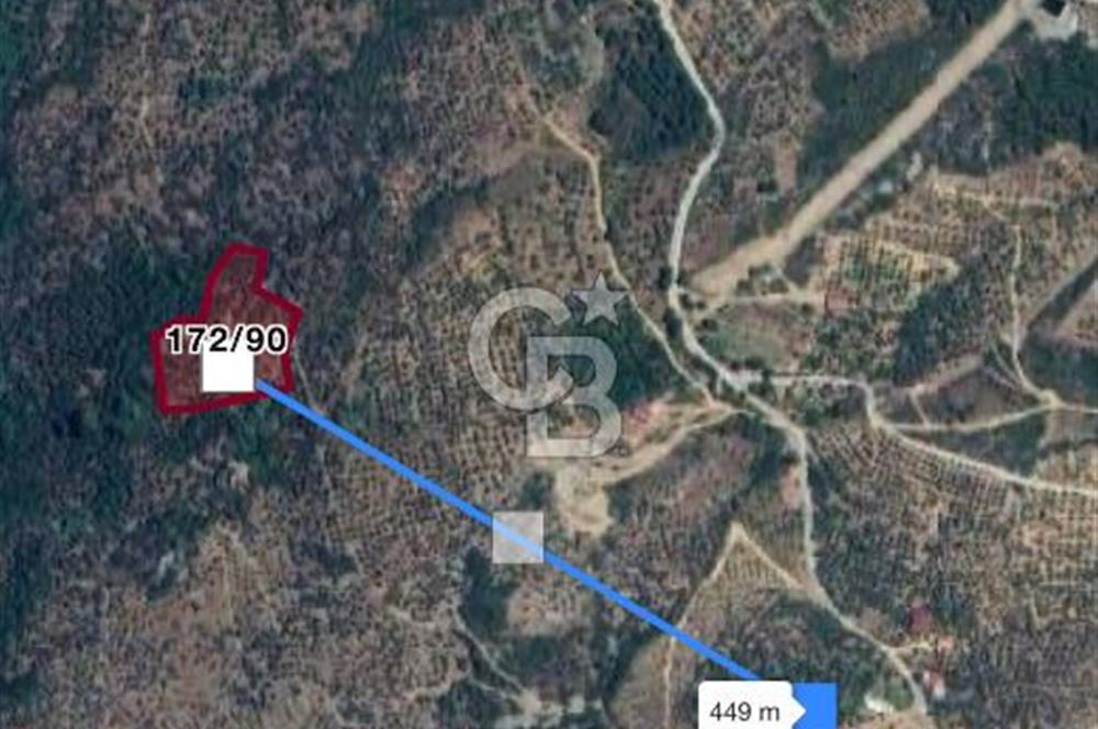 Bayındır / Çamlıbel'de Satılık 6 Dönüm Fırsat Zeytinlik