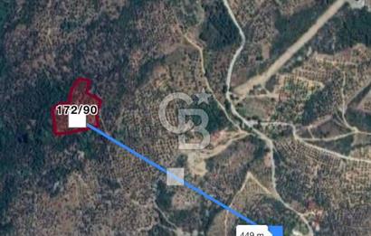 Bayındır / Çamlıbel'de Satılık 6 Dönüm Fırsat Zeytinlik