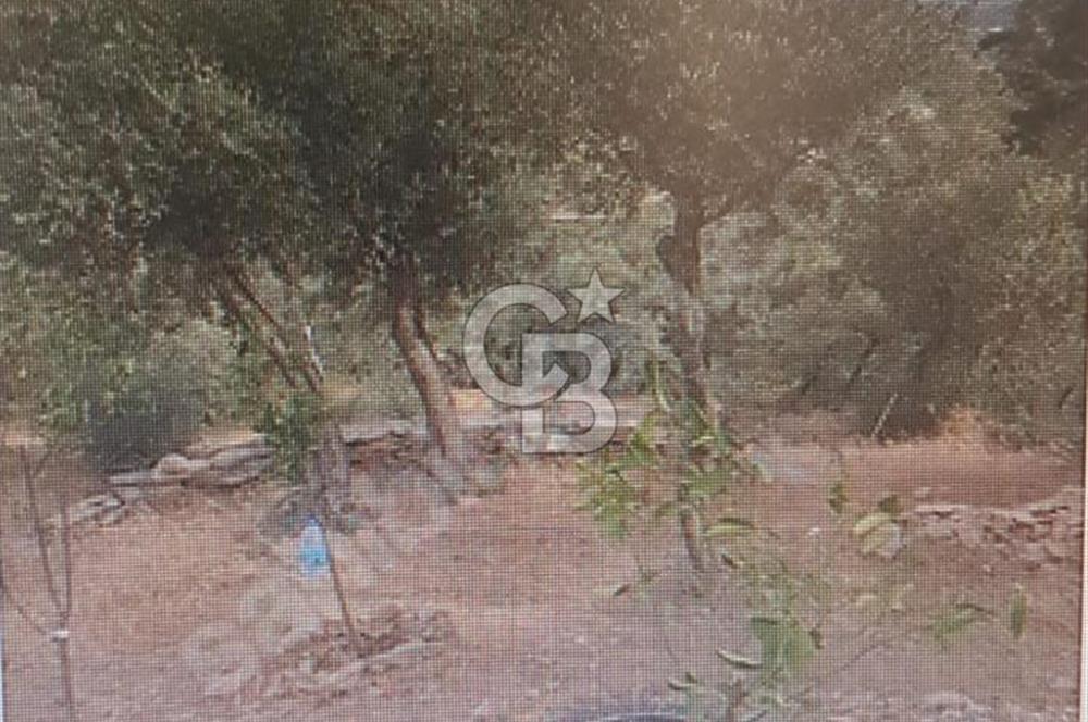 Bayındır Ergenli'de Yola Cepheli Satılık Zeytinlik