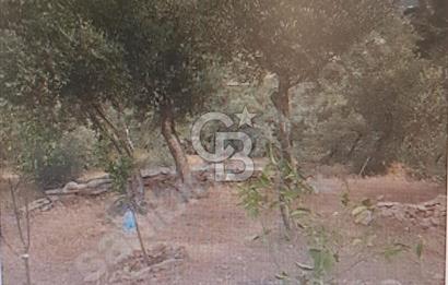 Bayındır Ergenli'de Yola Cepheli Satılık Zeytinlik