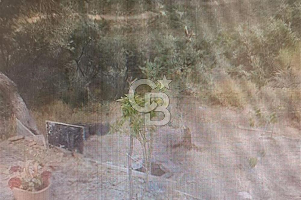 Bayındır Ergenli'de Yola Cepheli Satılık Zeytinlik