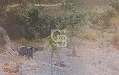 Bayındır Ergenli'de Yola Cepheli Satılık Zeytinlik