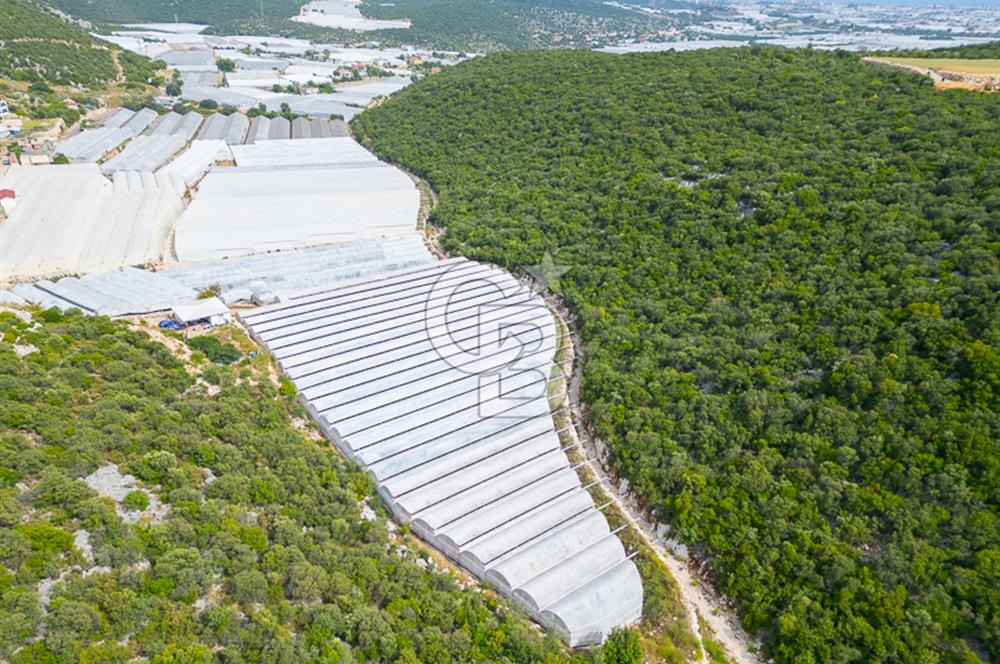 ANTALYA DEMRE KÖŞKERLERDE ÜRETİME HAZIR SATILIK SERA