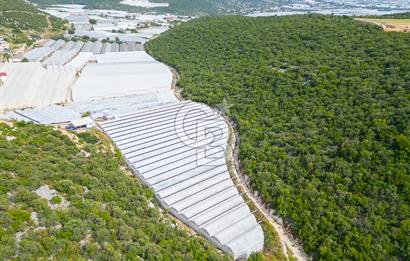 ANTALYA DEMRE KÖŞKERLERDE ÜRETİME HAZIR SATILIK SERA