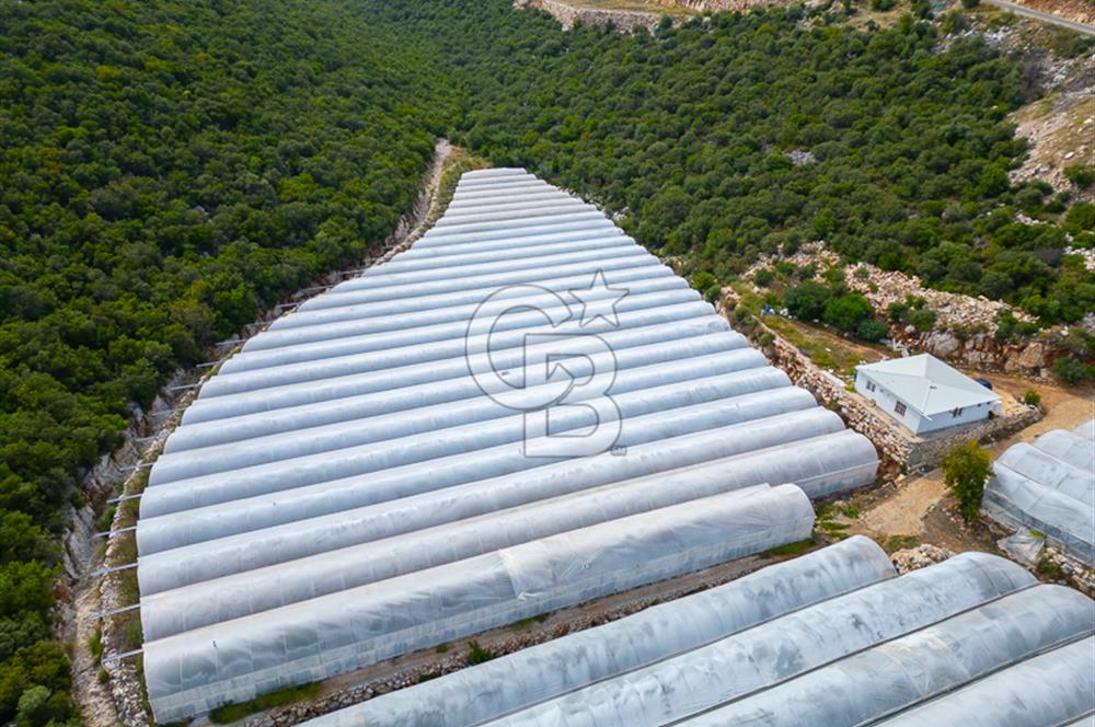 ANTALYA DEMRE KÖŞKERLERDE ÜRETİME HAZIR SATILIK SERA