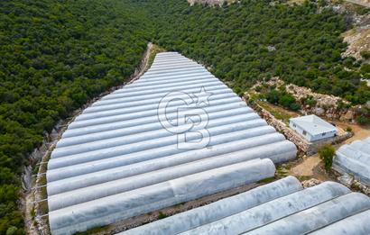 ANTALYA DEMRE KÖŞKERLERDE ÜRETİME HAZIR SATILIK SERA