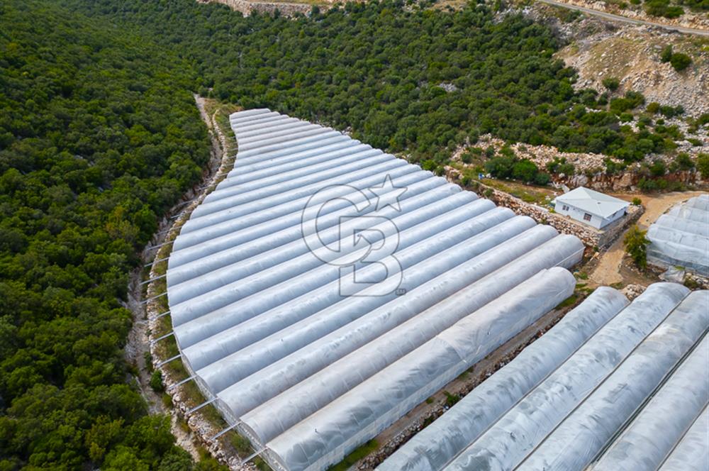 ANTALYA DEMRE KÖŞKERLERDE ÜRETİME HAZIR SATILIK SERA